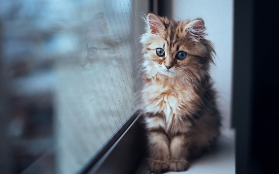 Милые котики