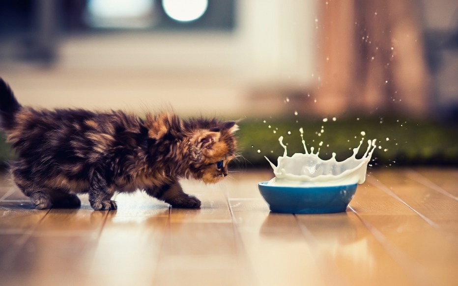 Самые милые котята