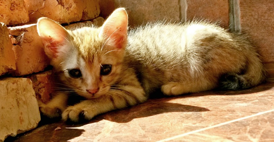 Милые котята до слез