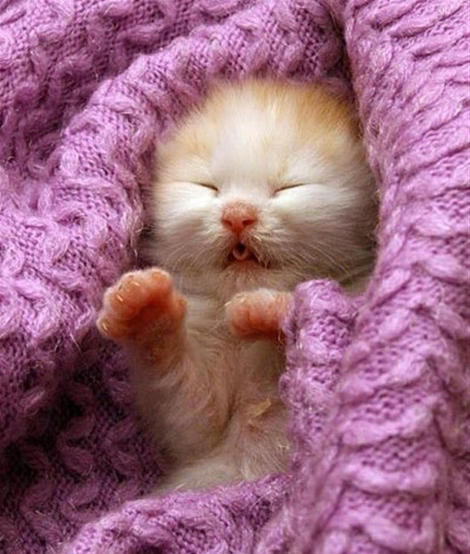 Самые милые животные до слез котята