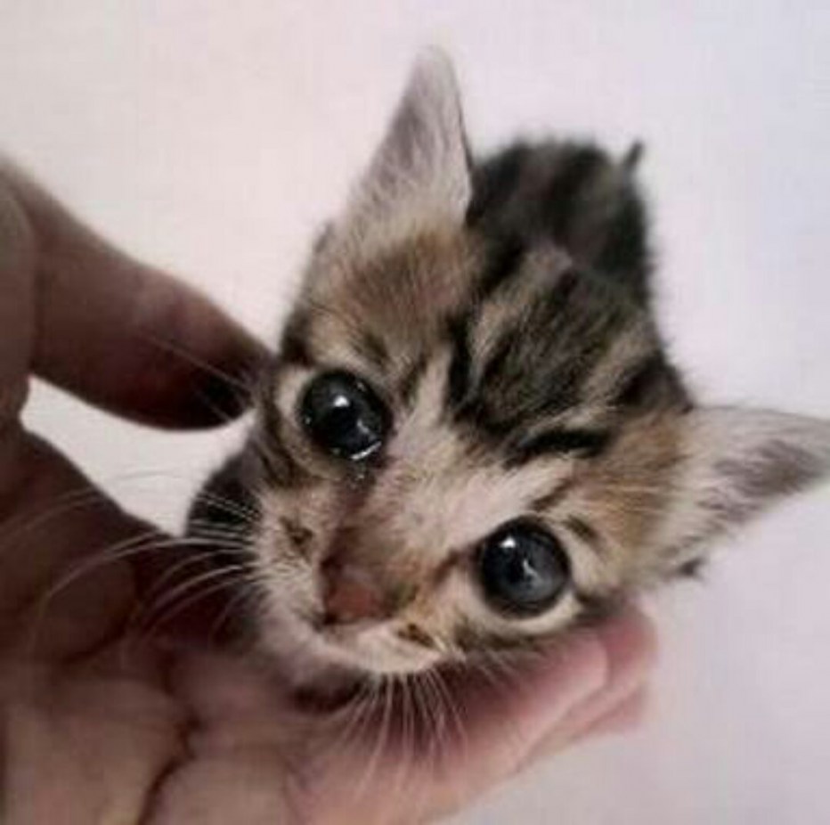 Самые милые котята на свете