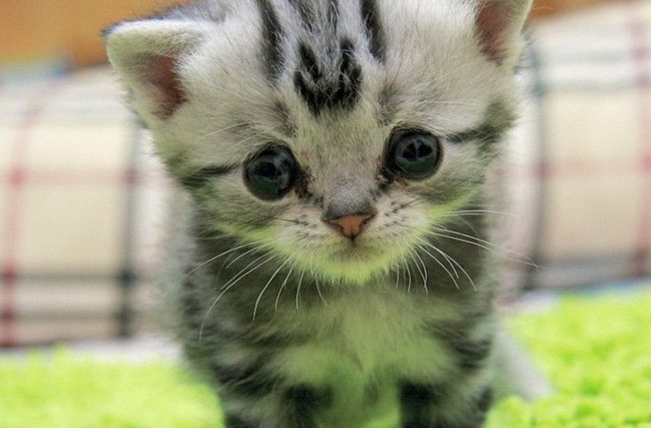 Самые милые котята в мире