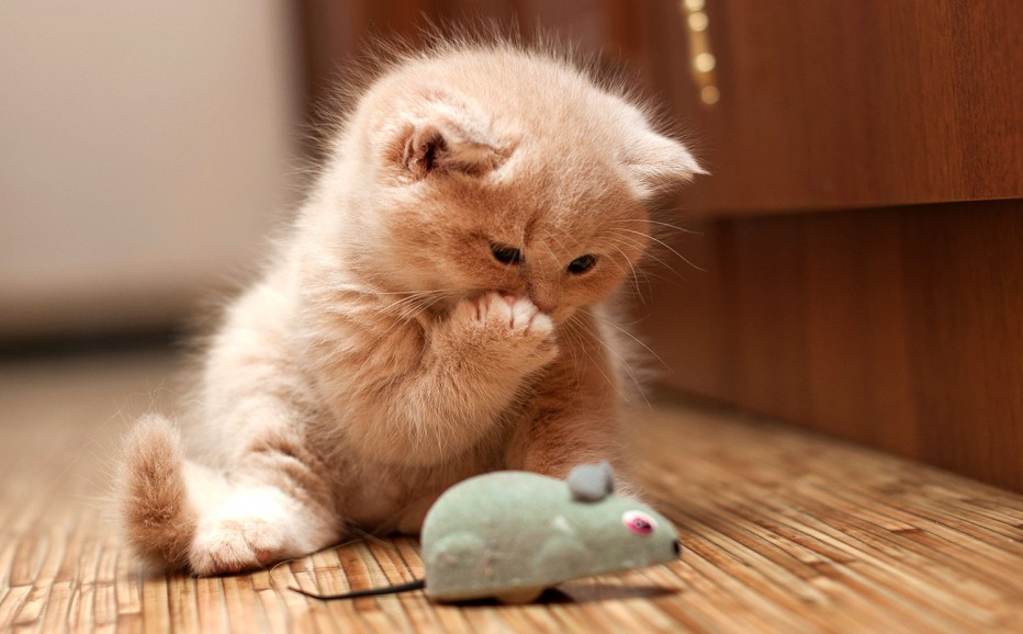Котята милота