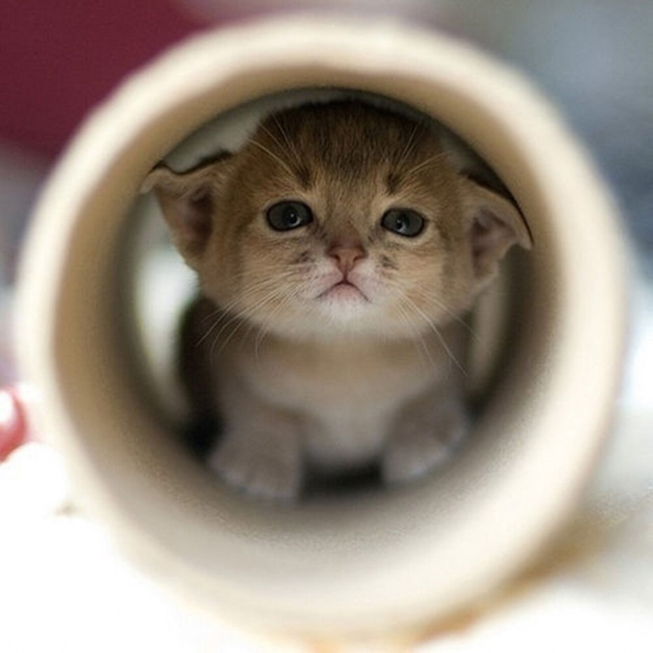 Котята милые и смешные