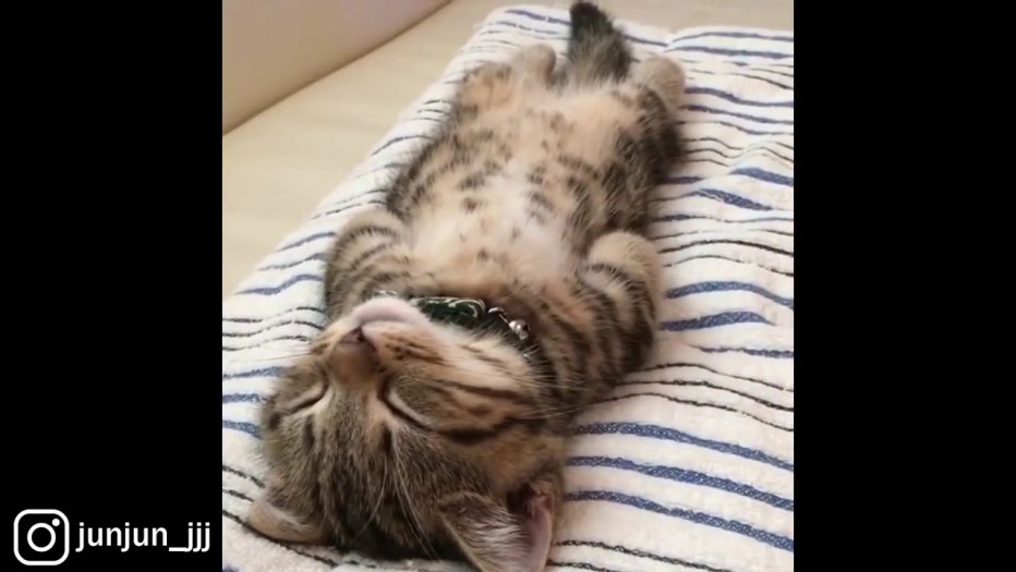 Милые котята