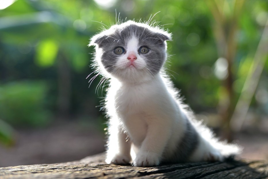 Милая кошка