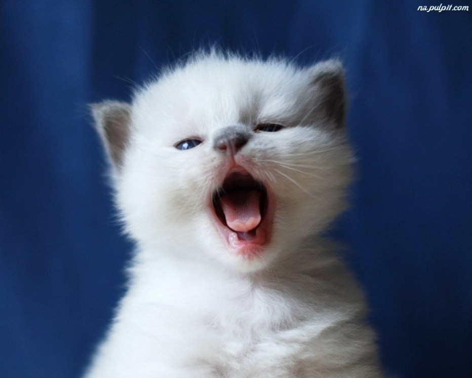 Сохры котят
