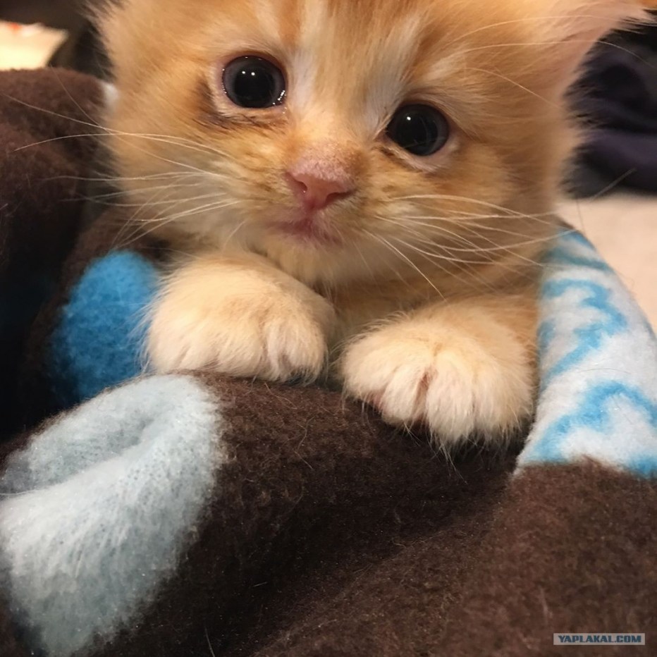 Котенок пока