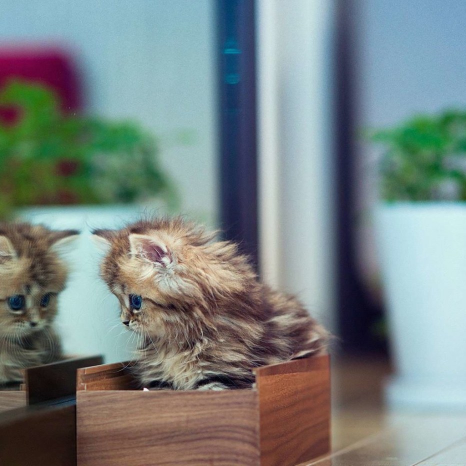 Самые милые котята