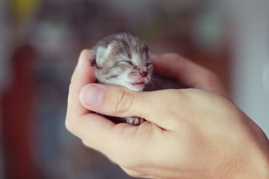Самые милые коты