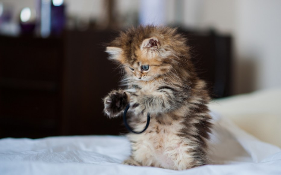 Милые котики фото