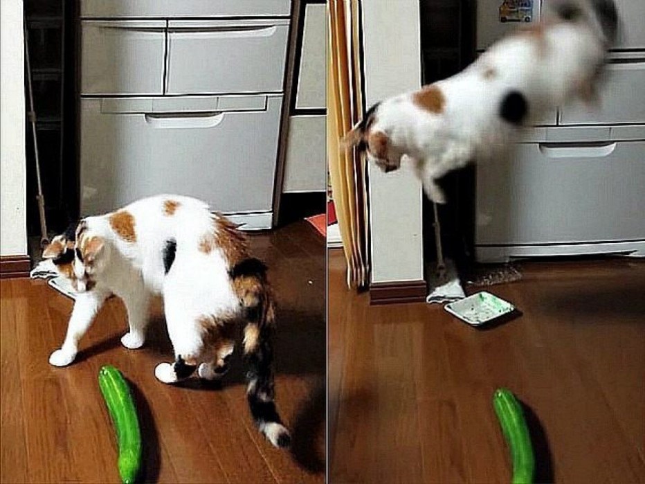 Котик боится