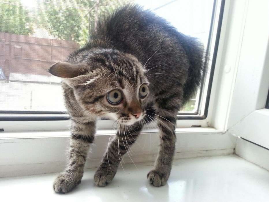Испуганный котенок