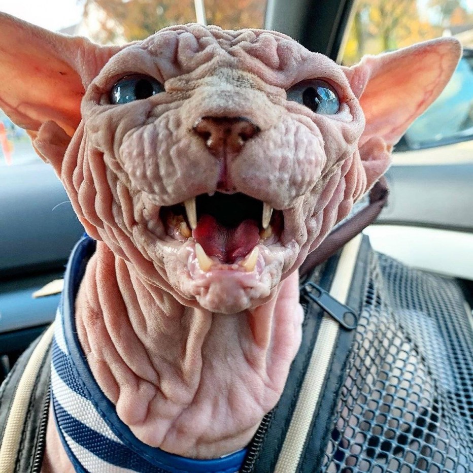 Напуганный кот