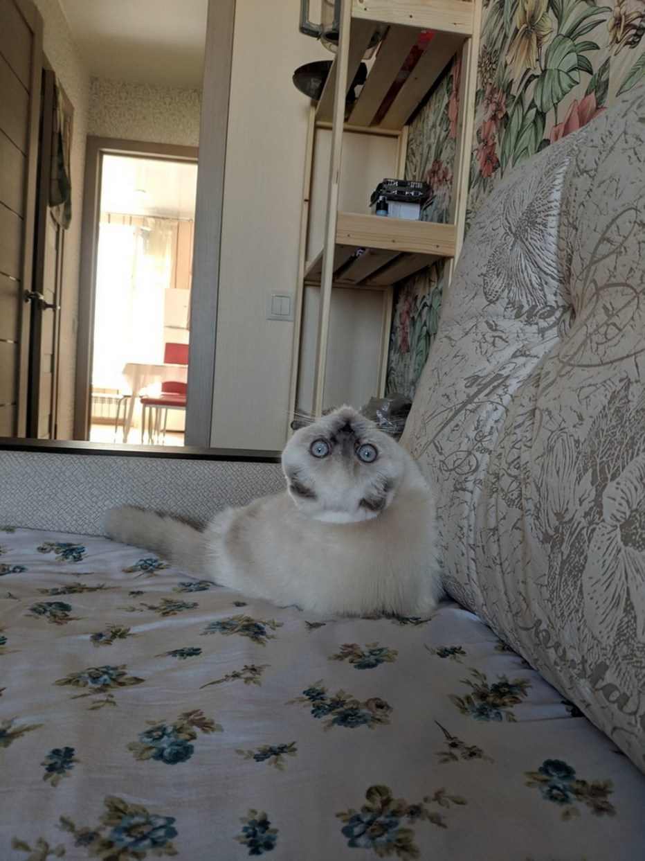 Шальные коты