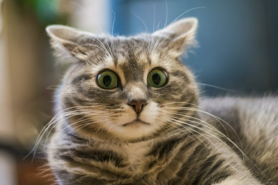 Удивленный кот