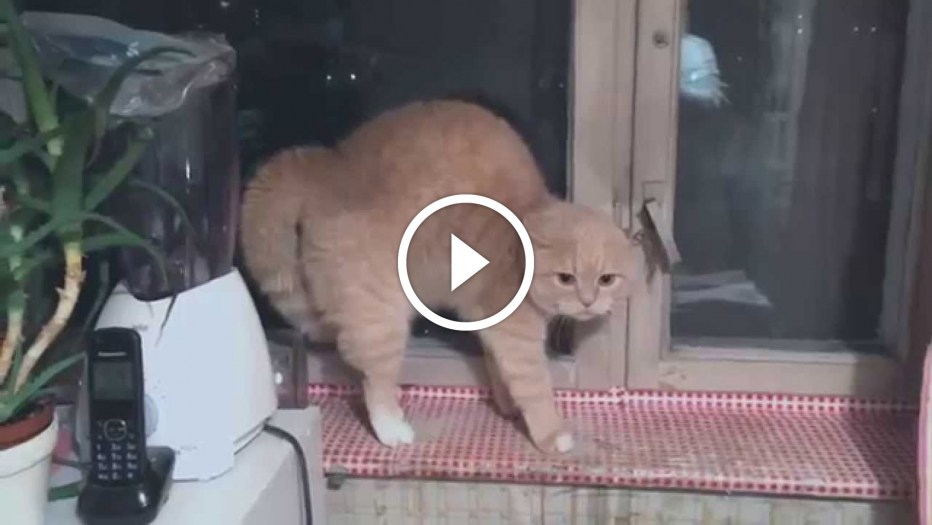 Кот испугался видео