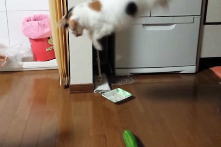 Коты боятся огурцов