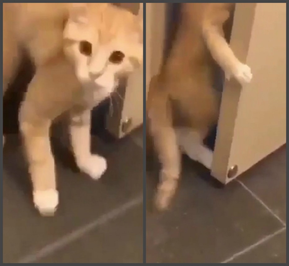 Кот в шоке