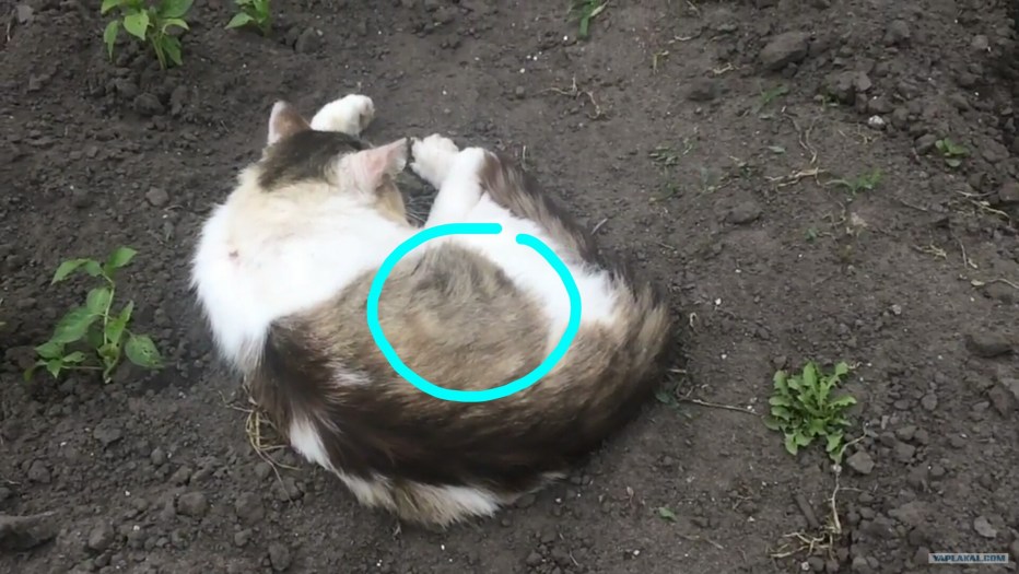 Котик испугался