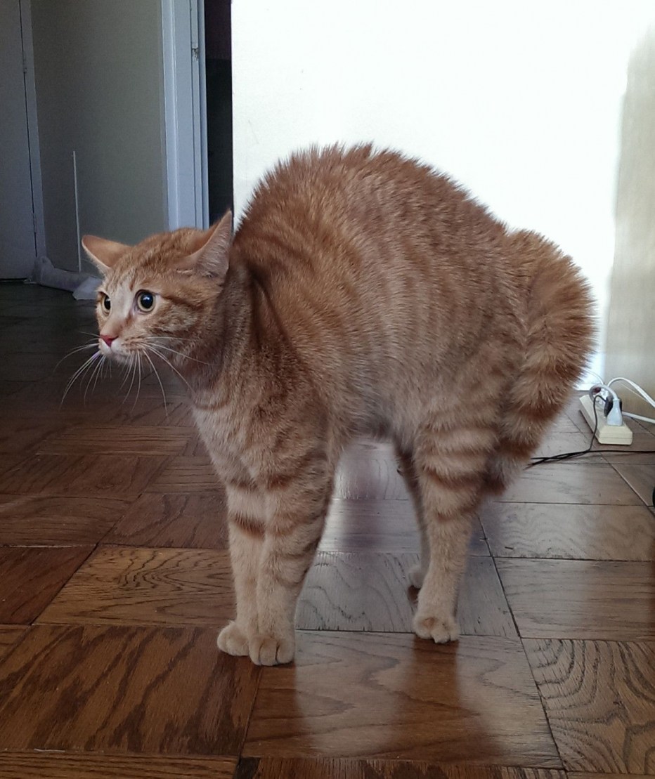 Кот выгнул спину