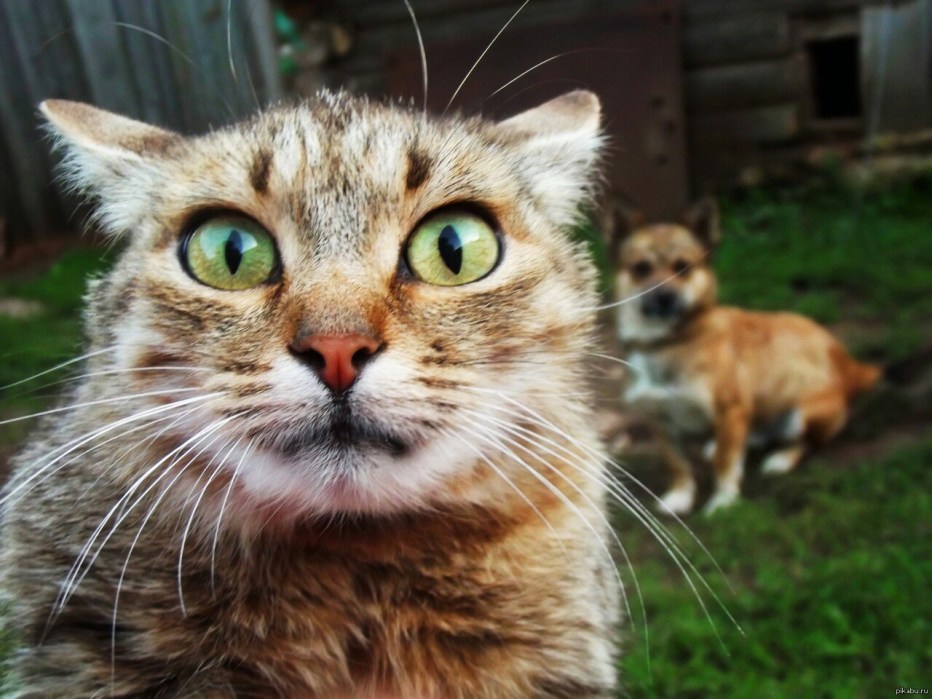 Перепуганный кот