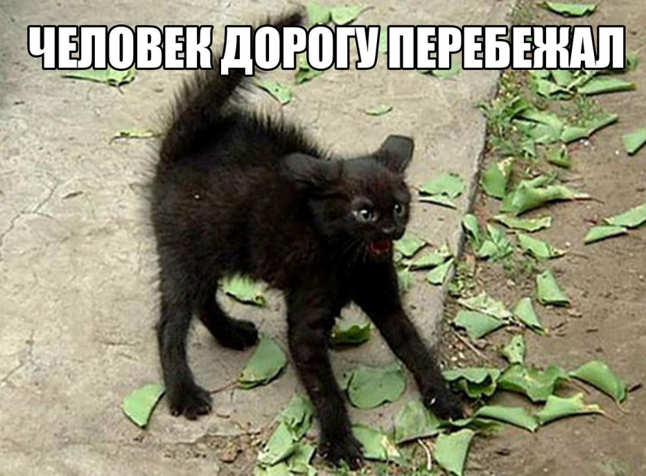 Кот шерсть дыбом