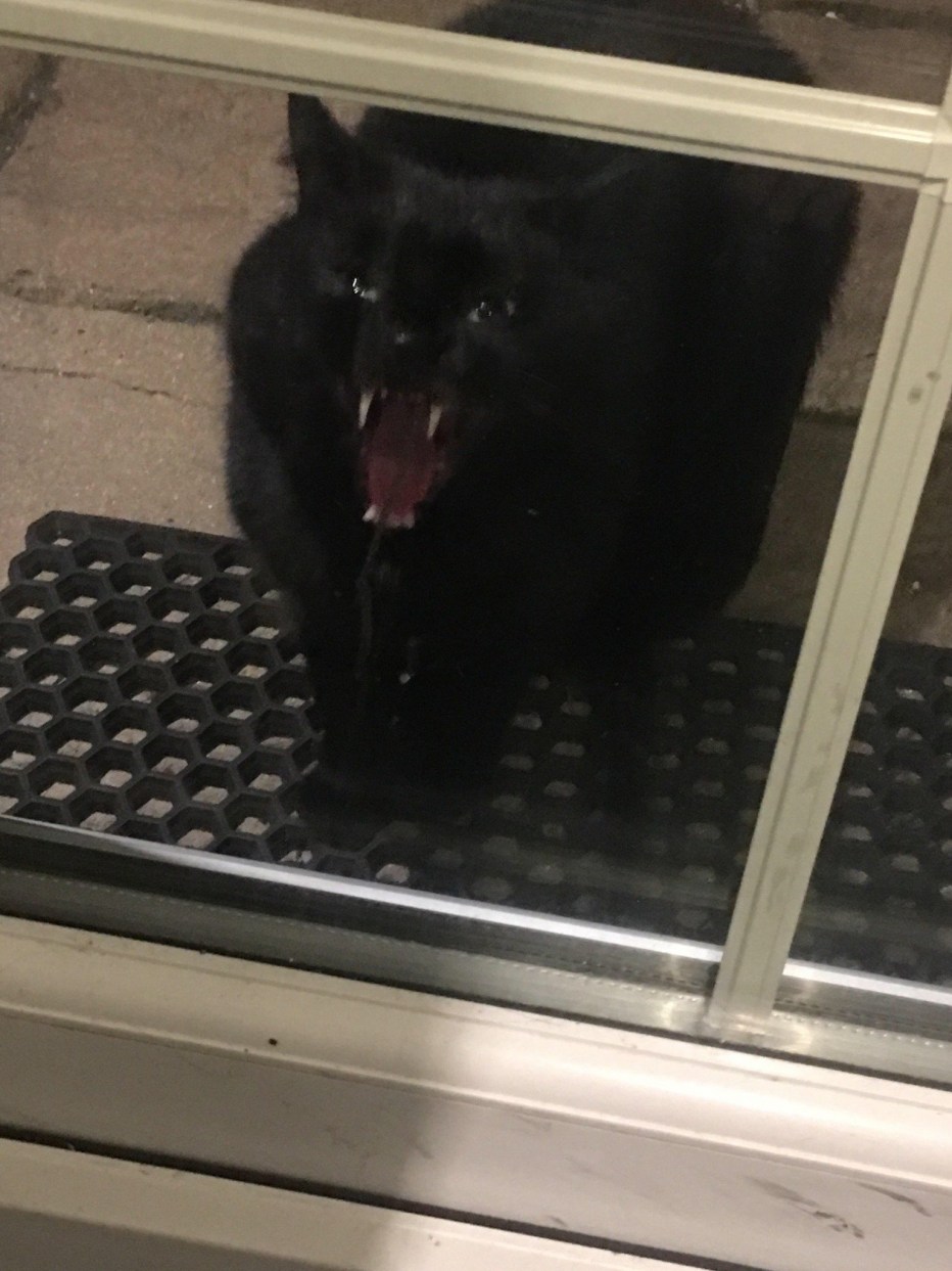Кота за шкирку
