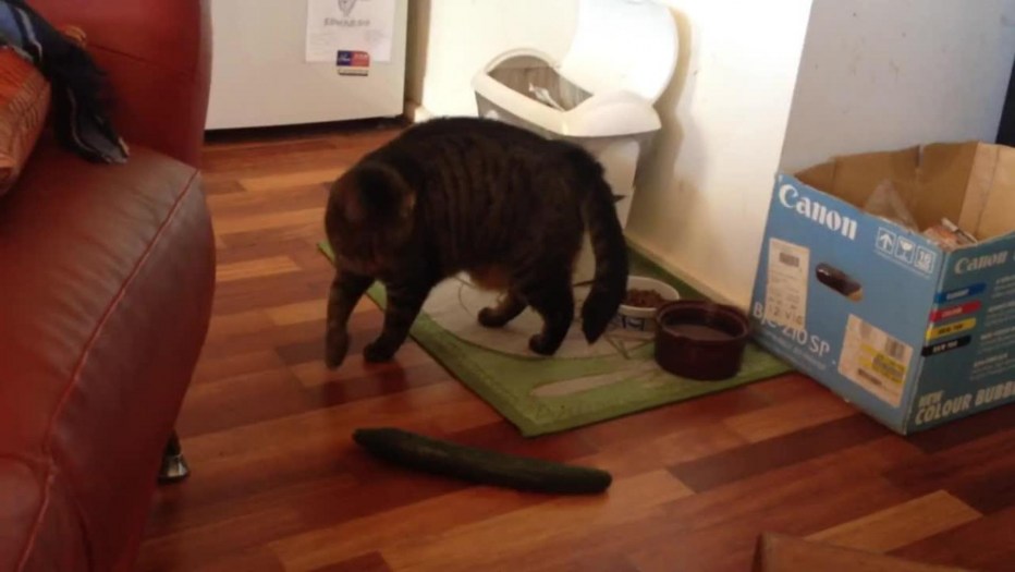 Удивленный кот