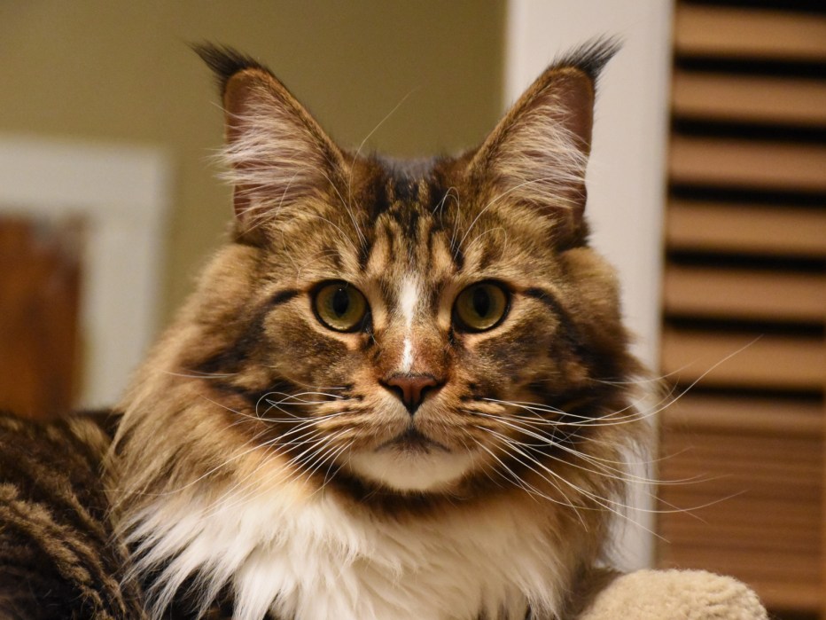 Коты Мейн кун