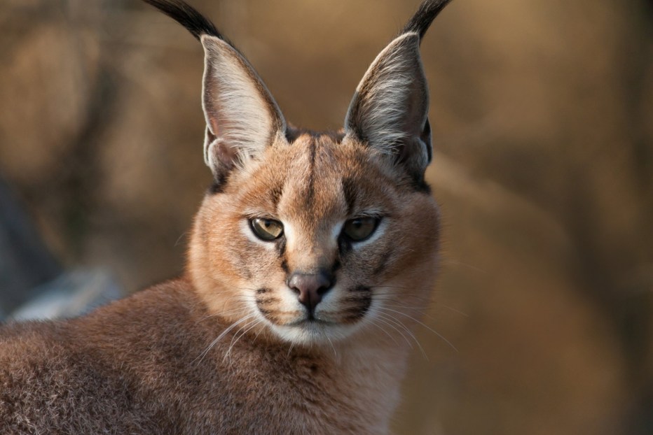 Каракал кошка