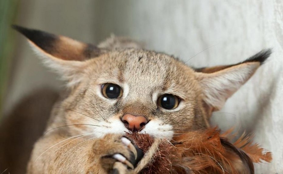 Кошка чаузи f1