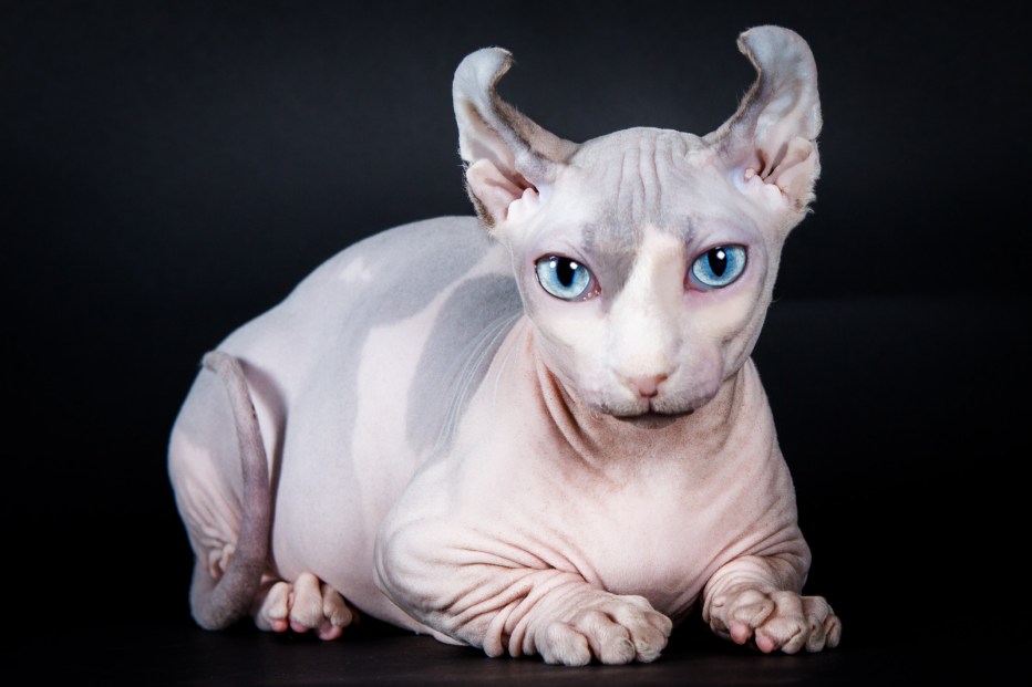 Сфинкс кот