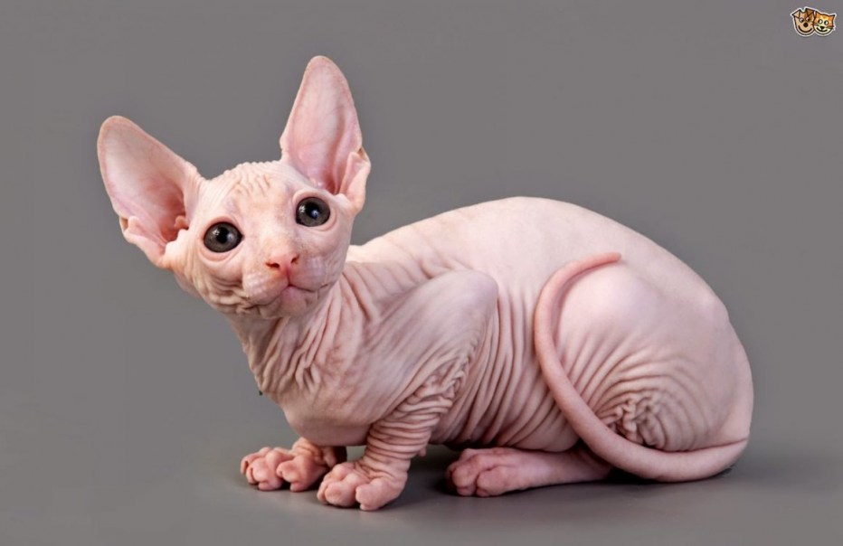 Сфинкс кот