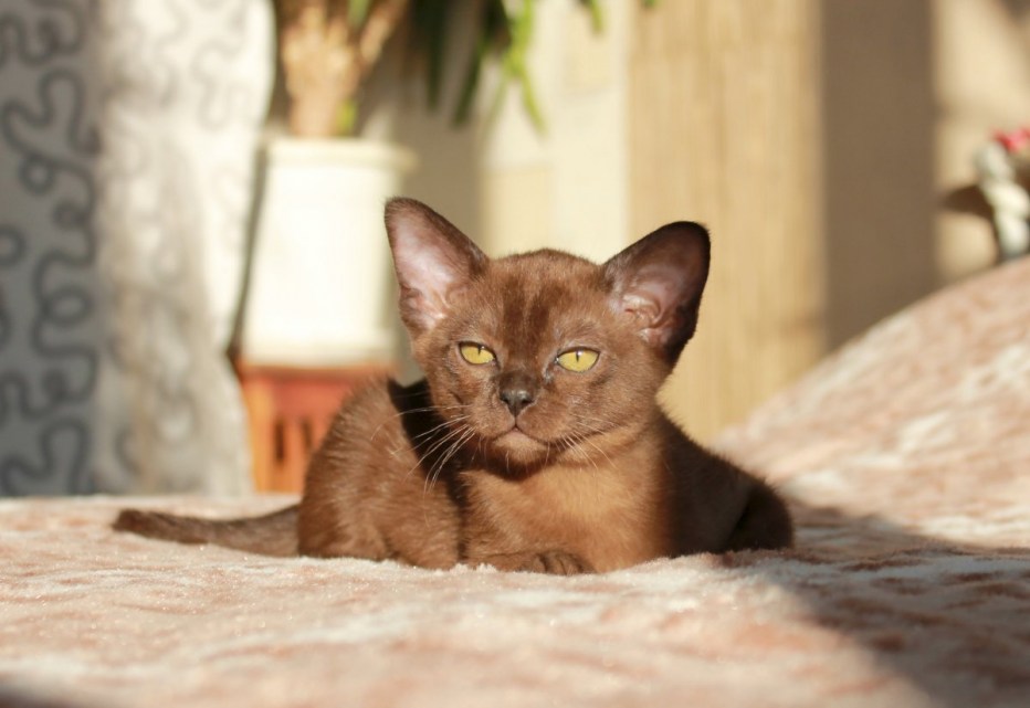 Кошка Бурма
