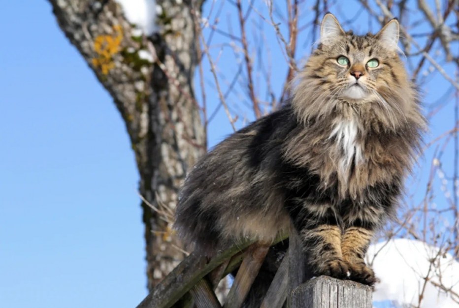 Норвежский Лесной кот