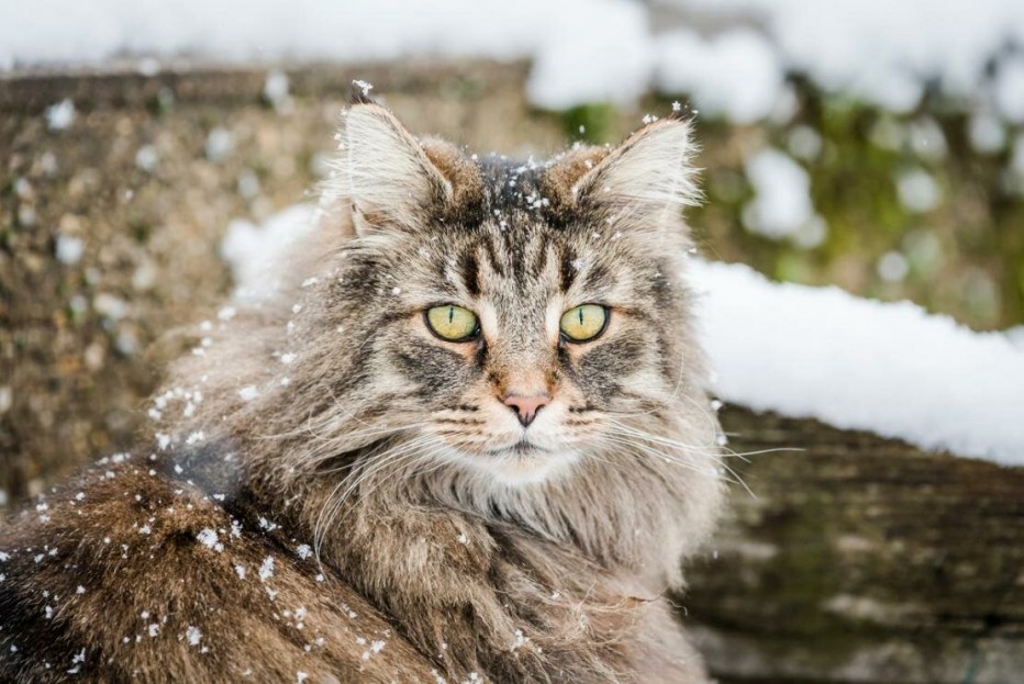 Лесная кошка Норвежская Ленинградская