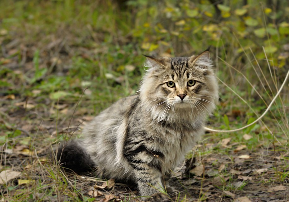 Сибирский Лесной кот