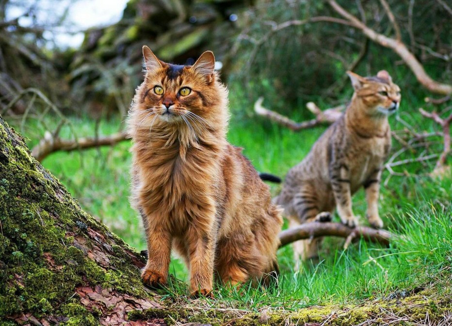 Skogkatt - Норвежская Лесная кошка.
