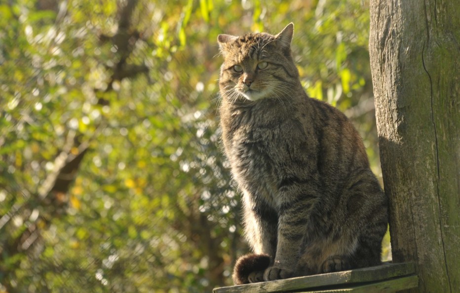 Кавказская Лесная кошка Felis Silvestris Caucasica