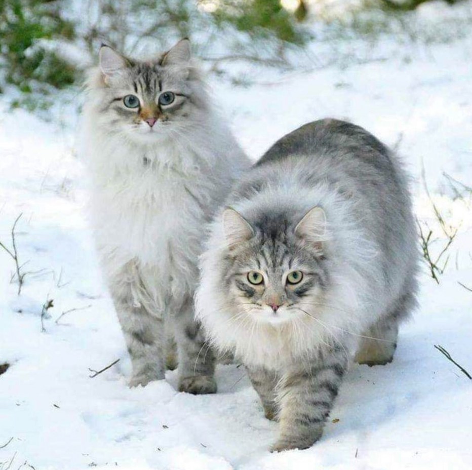 Лесная кошка с грустными глазами