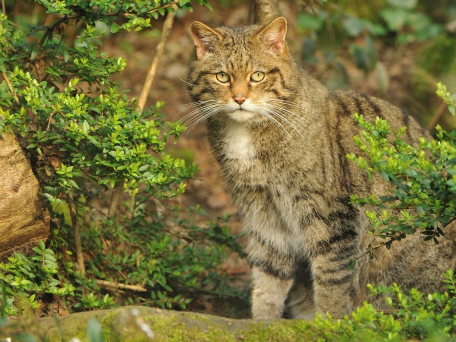 Сибирские коты