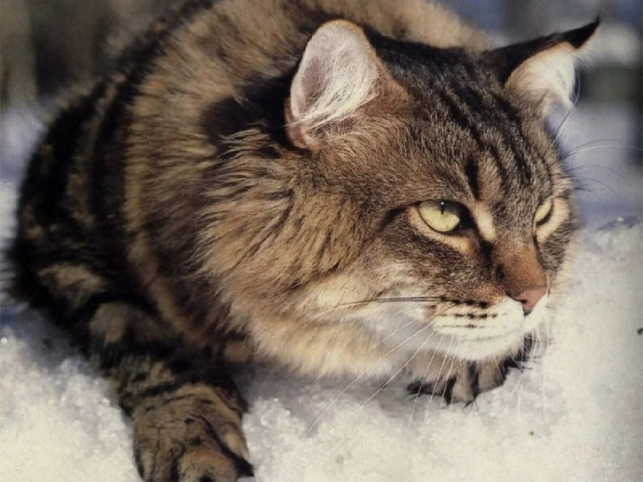 Австрийская Лесная кошка