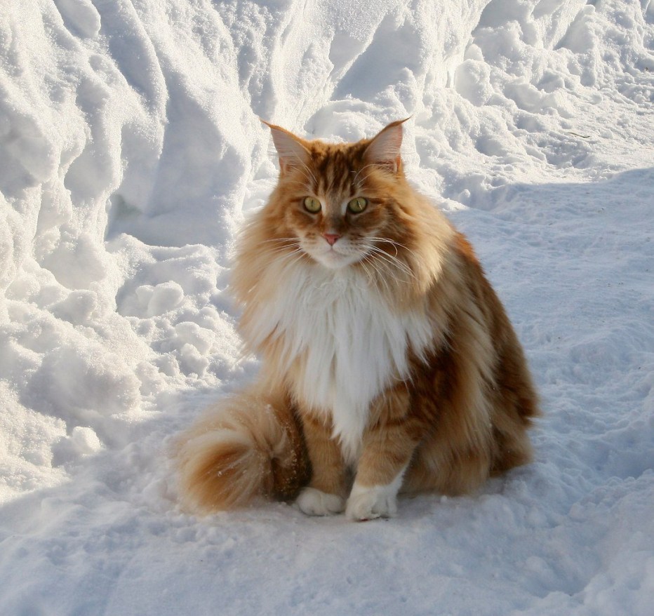 Лесной кот