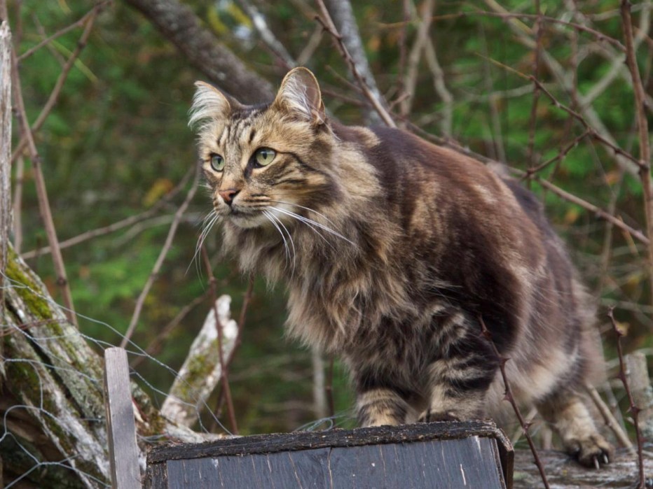 Финская Лесная кошка