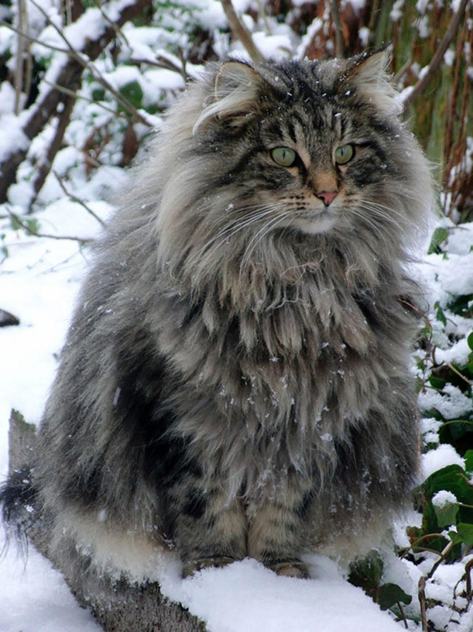 Норвежская Ле, ная кошка