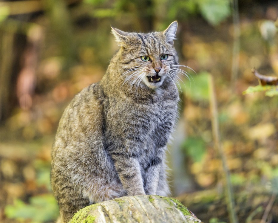 Бельгийский Лесной кот