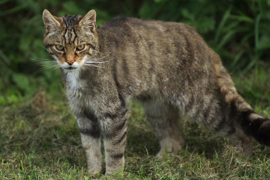Европейский Лесной кот камышовый