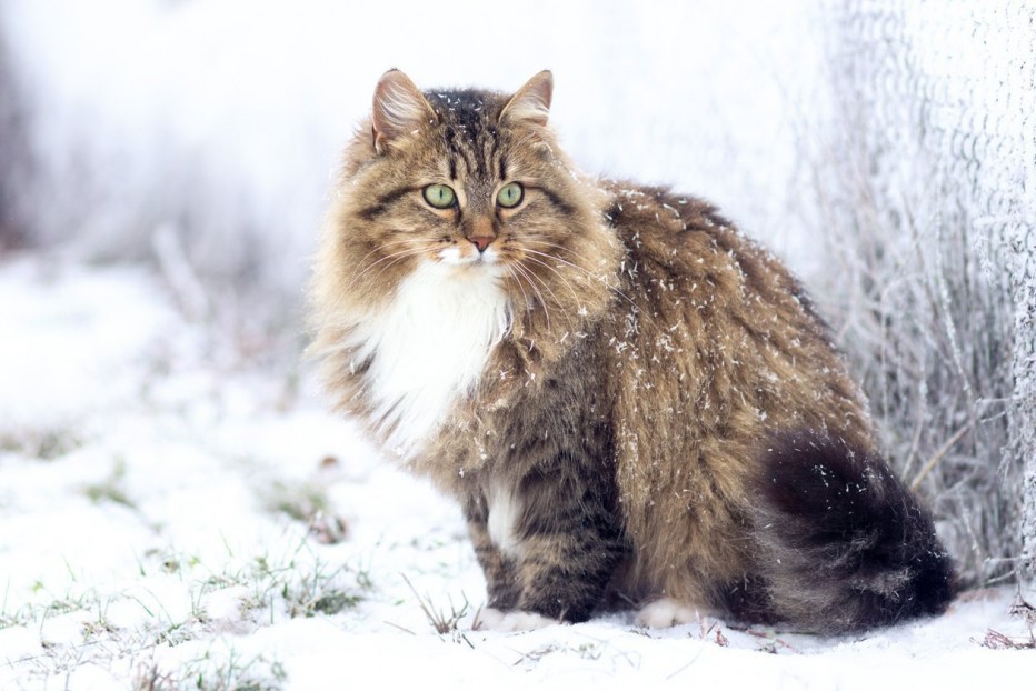 Сибирский длинношерстный кот