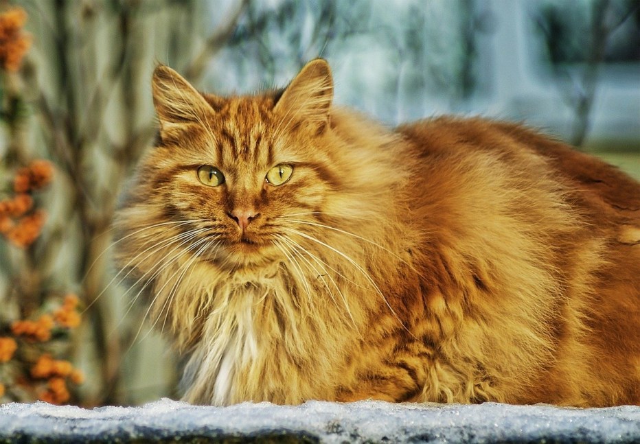 Норвежская длинношерстная Лесная кошка